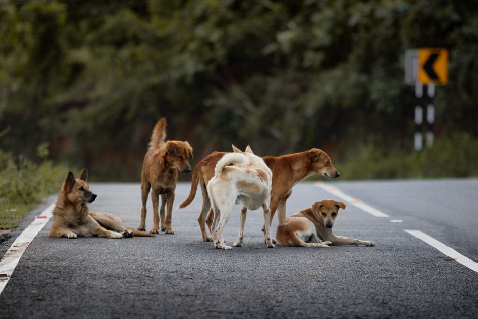 Internationaler Tag der heimatlosen Tiere