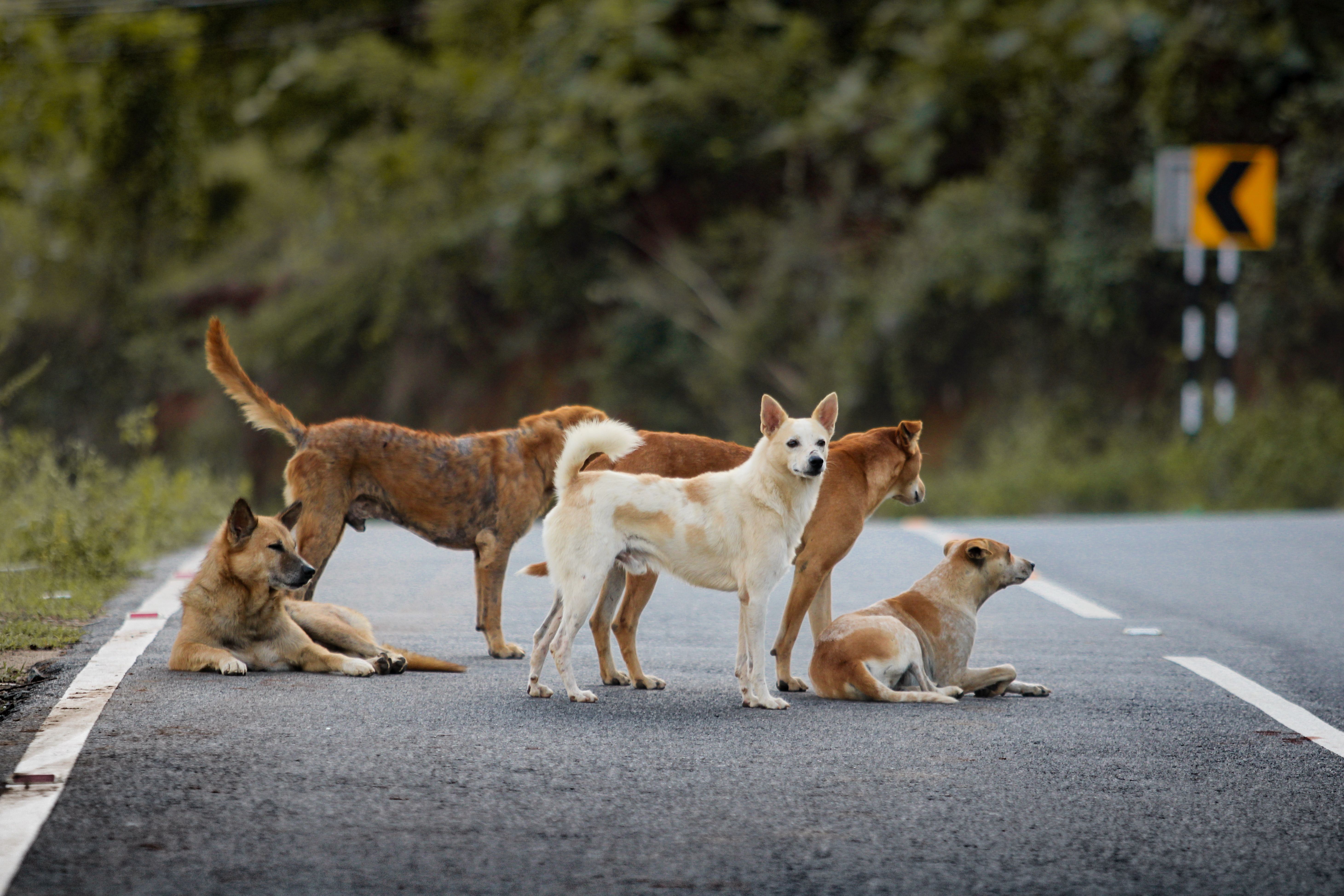 Signs of Heatstroke in Dogs and How to Prevent It