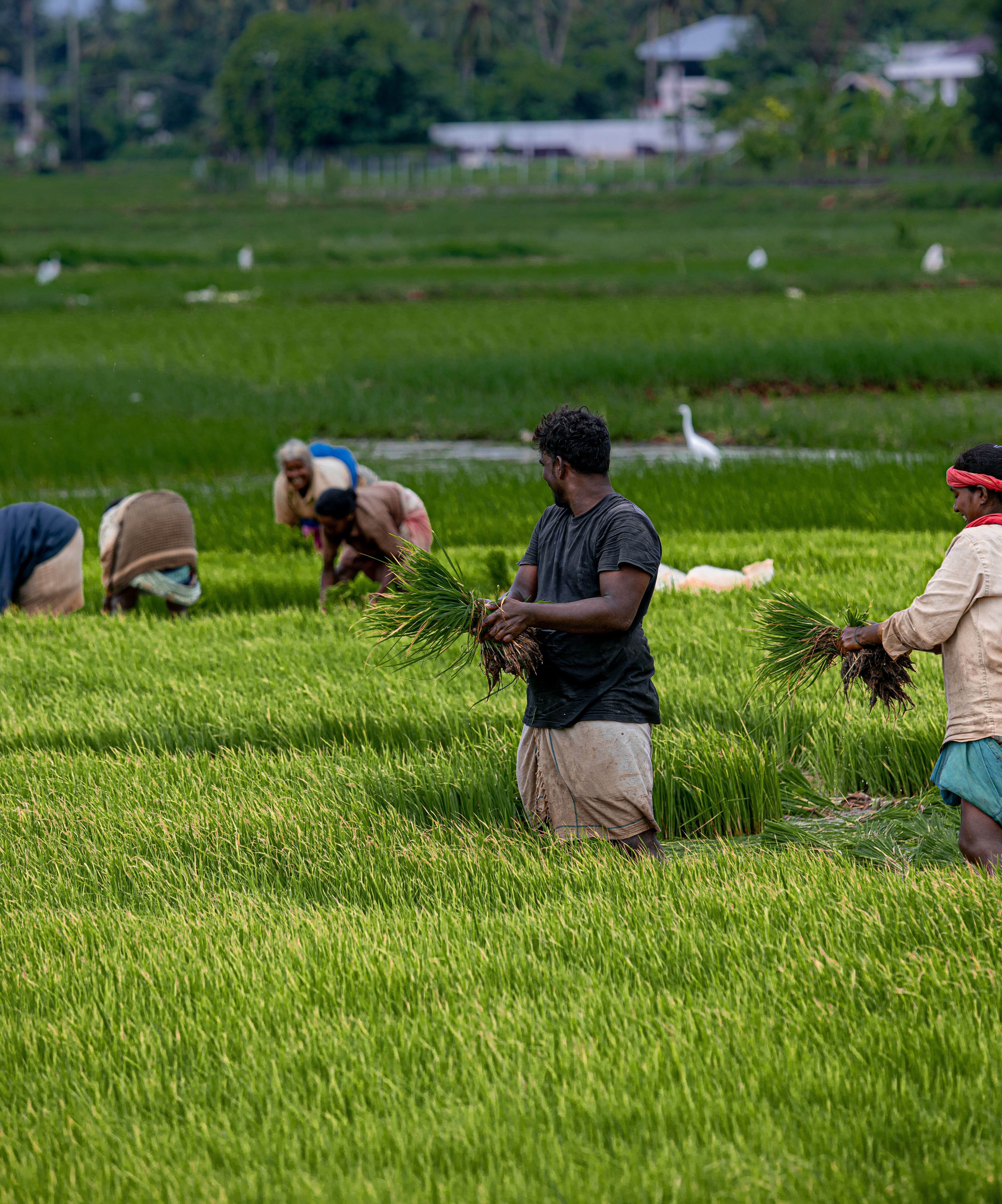 Farmers Working in Lush Green Rice Field · Free Stock Photo