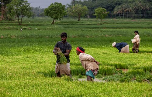Free Four workers harvesting rice in a lush green field, showcasing traditional farming in a rural landscape. Stock Photo