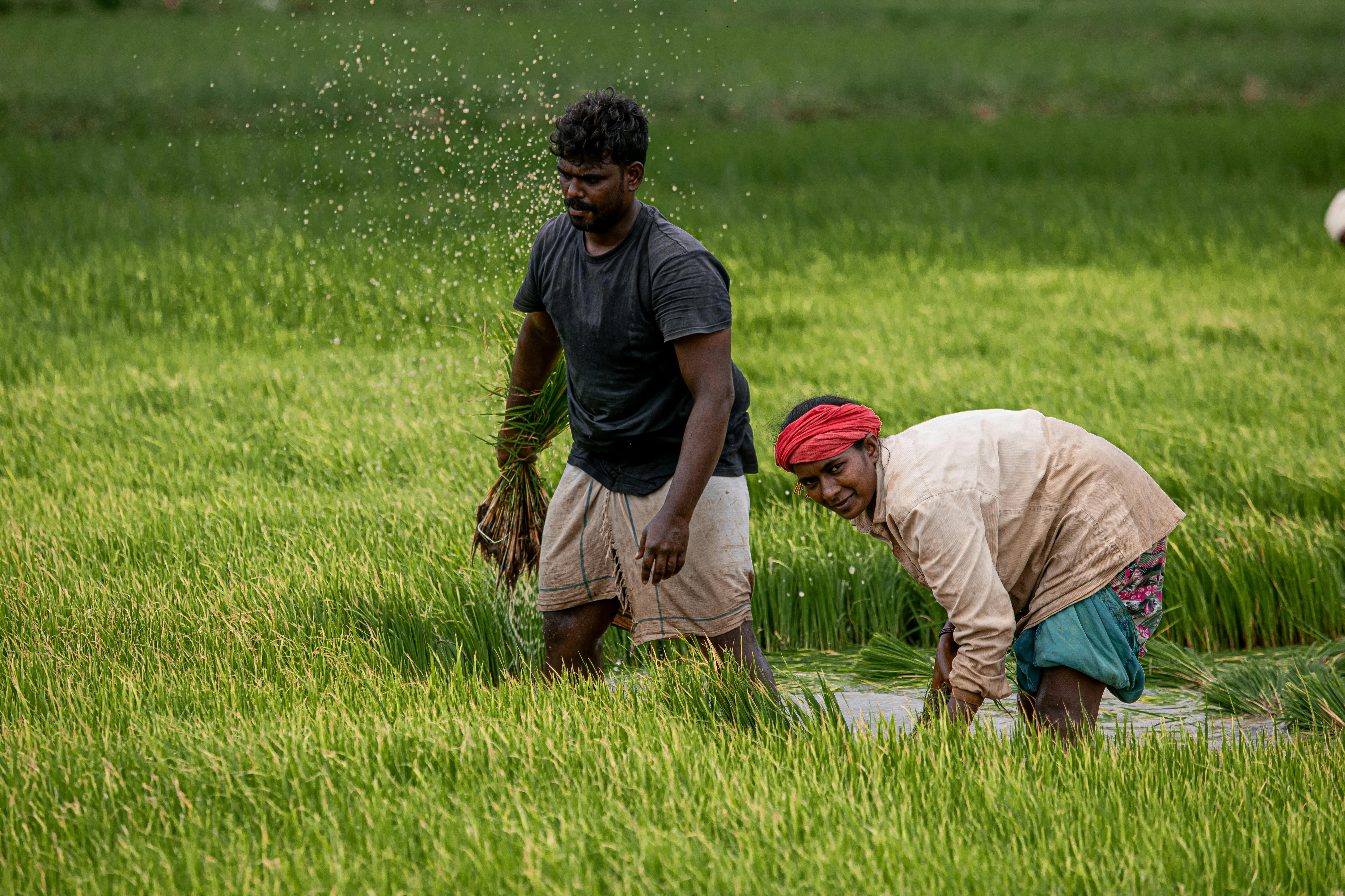 Year-end financial planning for farmers — Photo by Renjith Tomy Pkm on Pexels