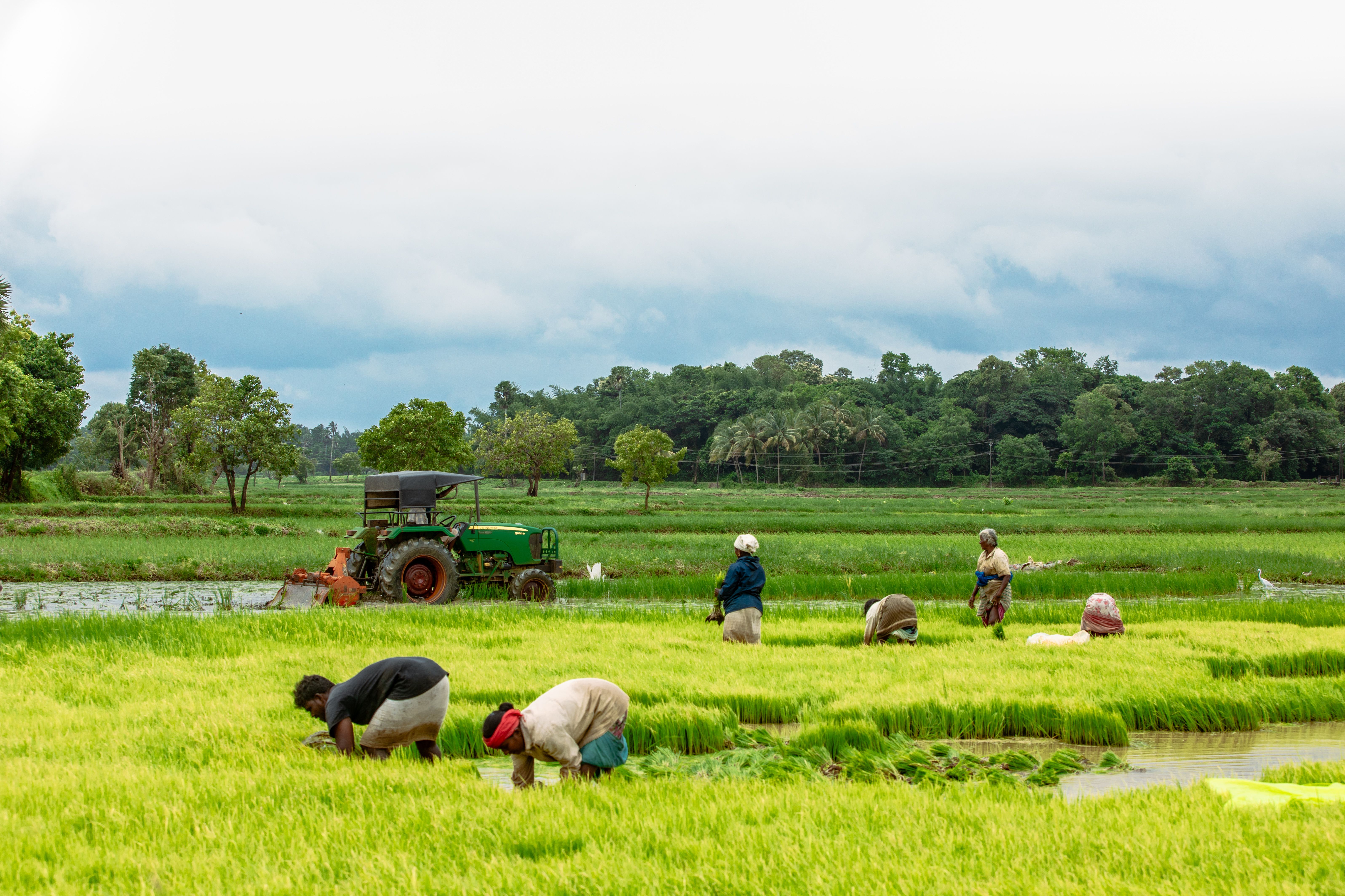 Farmers Working in Lush Green Paddy Fields · Free Stock Photo