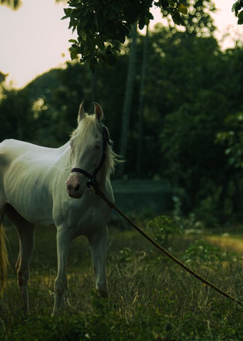 Free A beautiful white horse standing in a lush green outdoor setting, creating a peaceful scene. Stock Photo