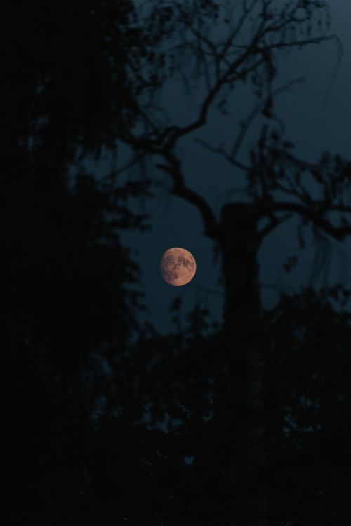 Free A captivating full moon on a dark night, framed by silhouetted tree branches, creates a mysterious atmosphere. Stock Photo