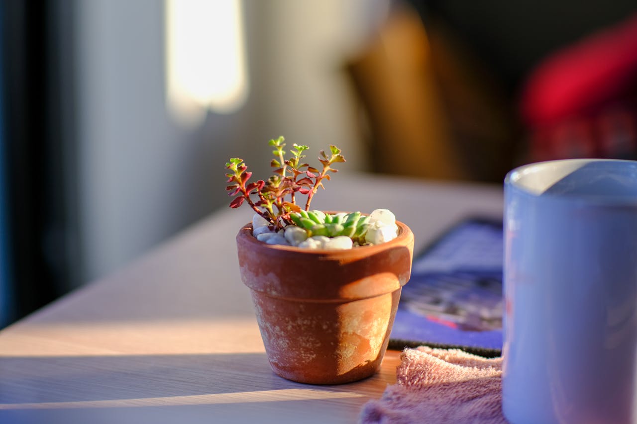 Xúc tác tự xúc tác của sự sống