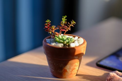 Free A sunlit succulent in a terracotta pot conveys a serene minimalist aesthetic, ideal for peaceful home decor. Stock Photo