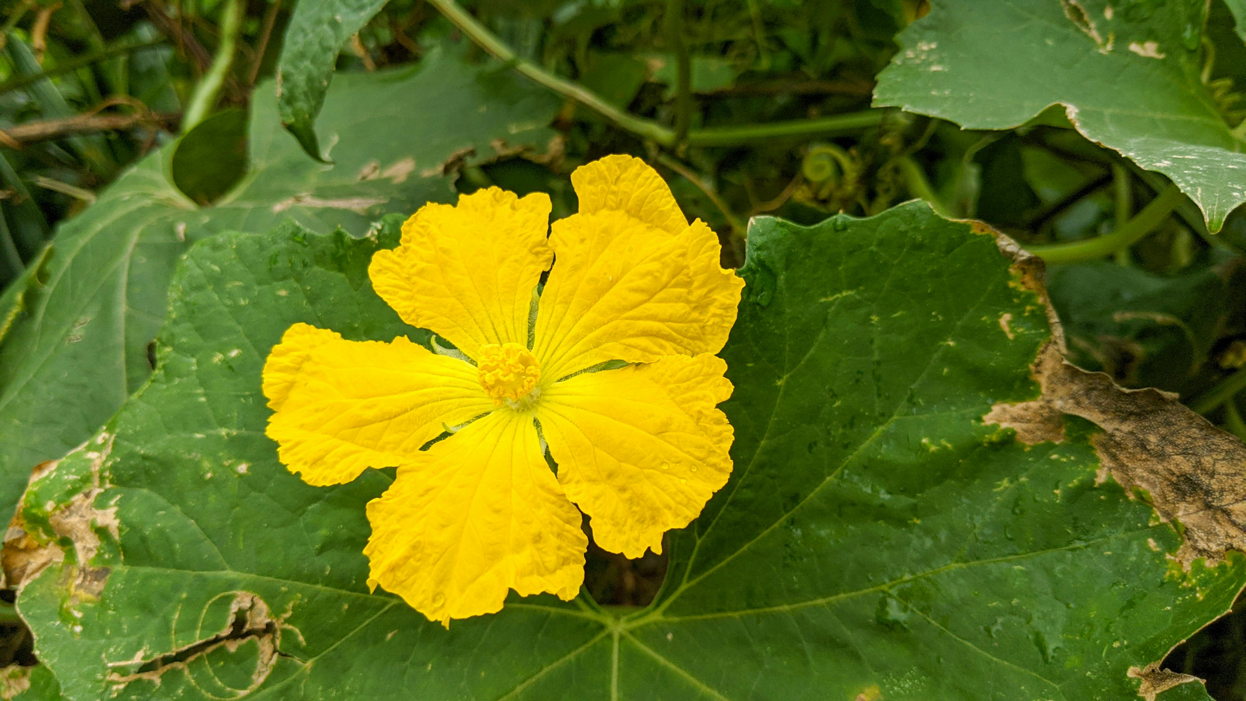 Chữ người tử tù 788 – thu vien, van hoc, van hoc viet nam, ngu van lop 11, nguyen tuan, chu nguoi tu tu, van hoc hien dai, van cap 3, van lop 11.