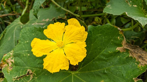 Trung tâm văn hóa đọc, đào tạo viết lách Nhavanvn