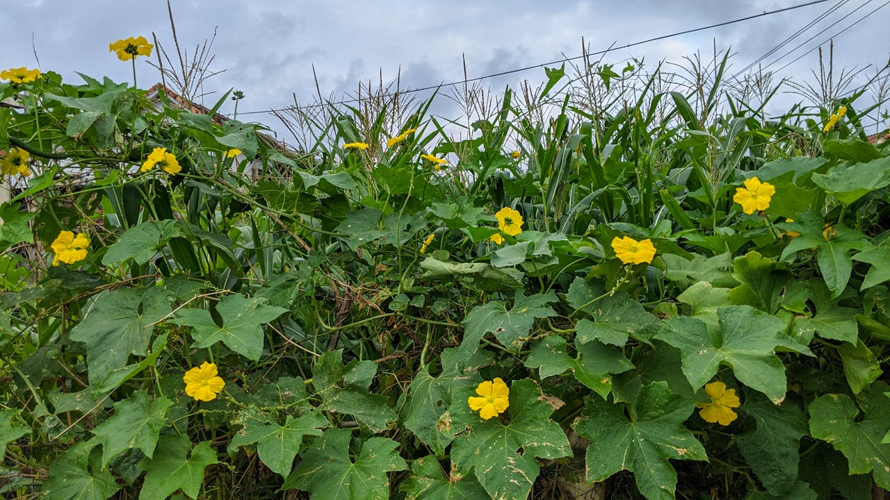 Đường xưa mây trắng | Chương 33