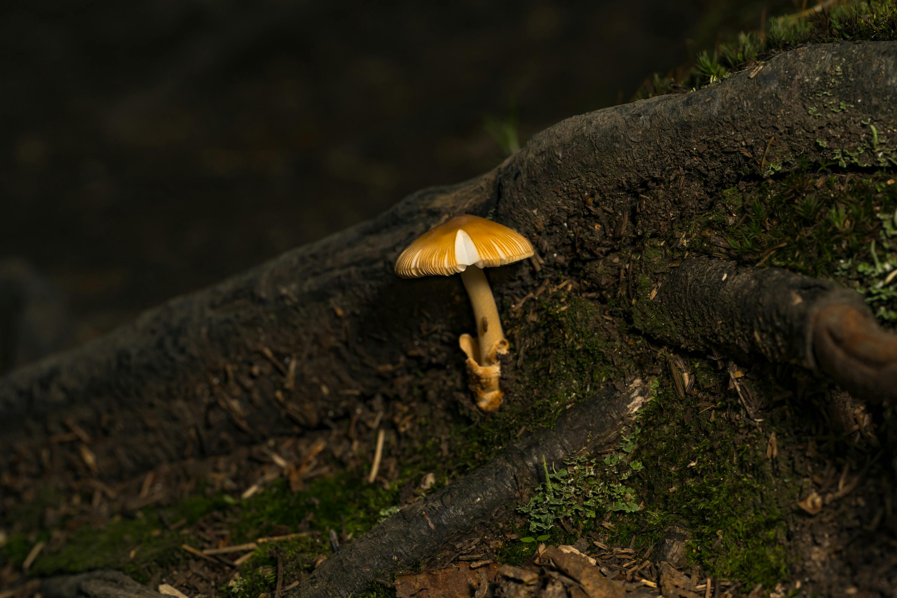 Detailed macro of a mushroom on a forest floor in Québec, Canada.