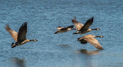 Birdwatchers Rejoice as Migratory Birds Return