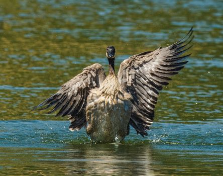 A Canada Goose spreads its wings in a sunlit lake, water droplets glistening.