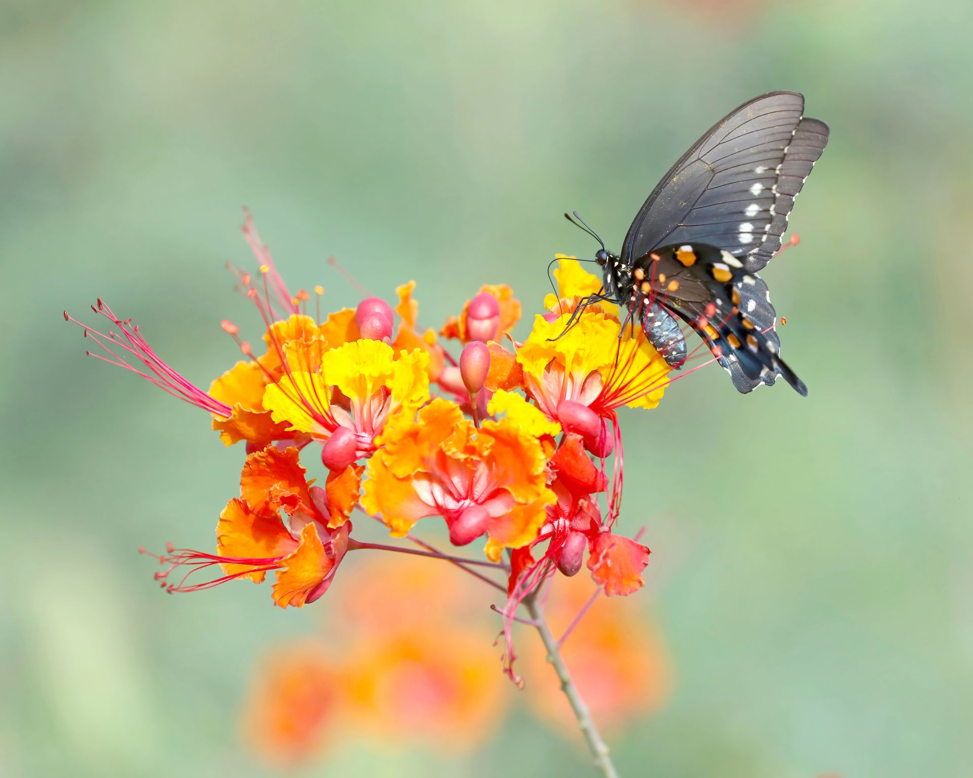 A close-up of a butterfly perched on vibrant orange tropical flowers in a natural setting.