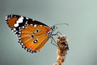 一只充满活力的帝王蝶在树枝上休息，背景柔软的特写