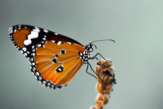 一只充满活力的帝王蝶在树枝上休息，背景柔软的特写