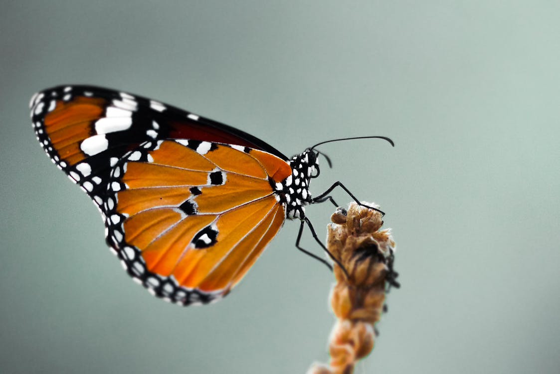 orange monarch butterfly