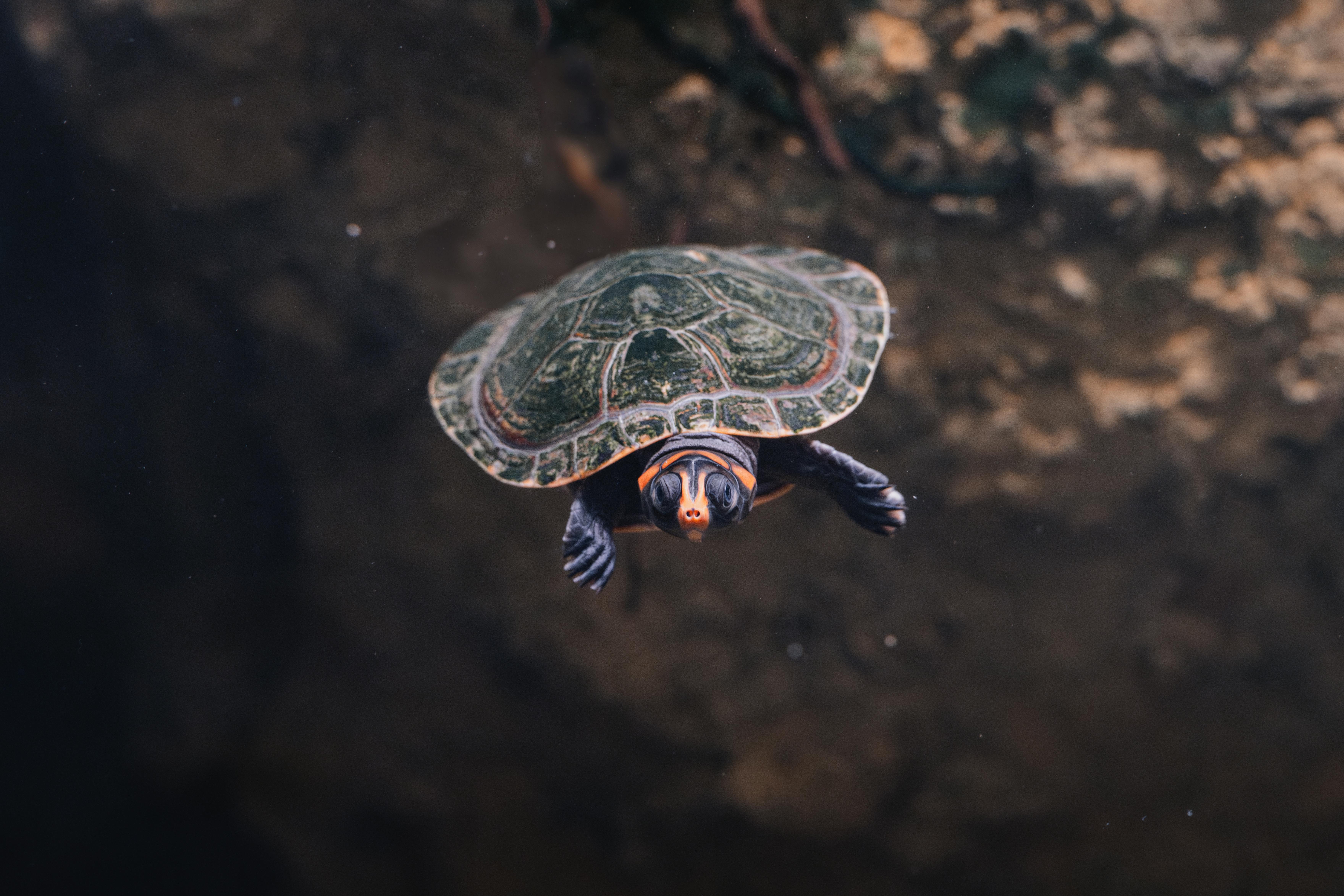 오스트리아 비넷 가격