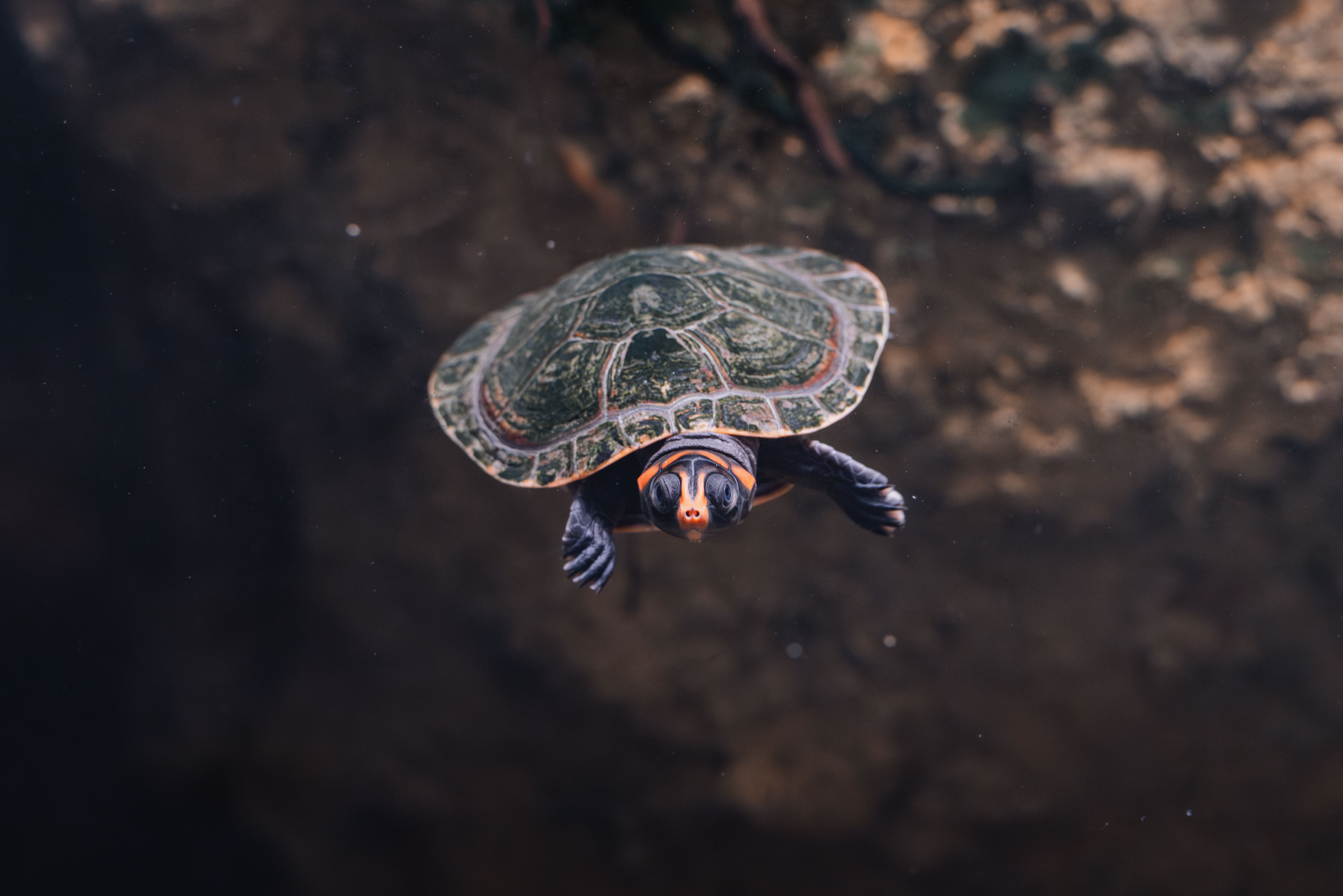 Turtle Desktop Wallpaper Photos, Download The BEST Free Turtle Desktop ...