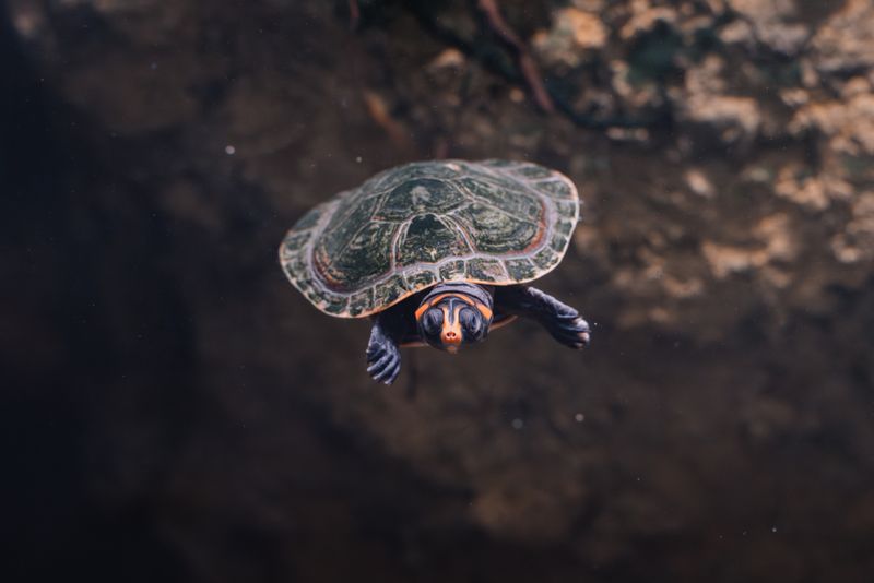 A close-up shot of a turtle swimming gracefully underwater against a dark natural background.