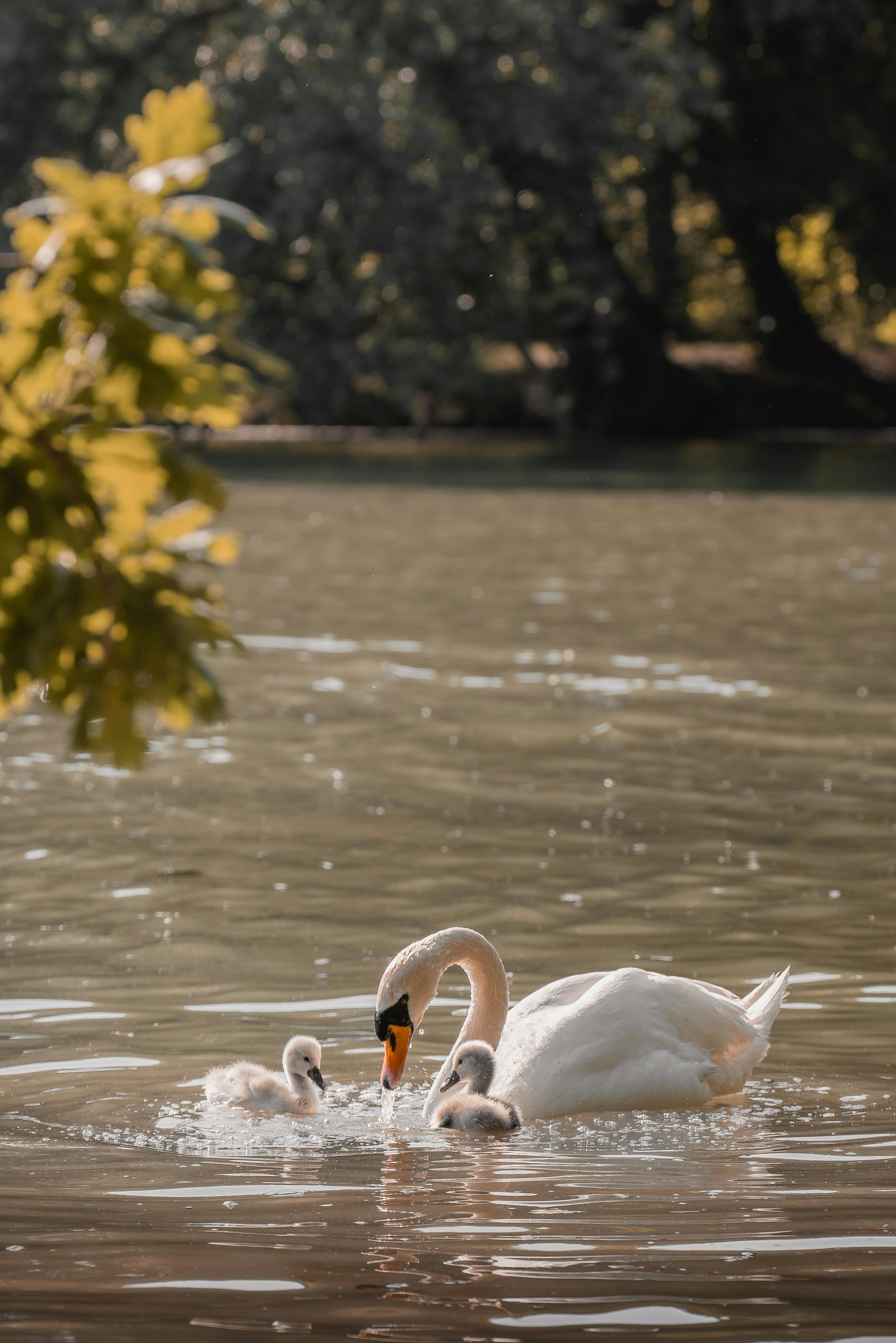 A mute swan gracefully swims with its cygnets on a tranquil lake surrounded by lush trees.
