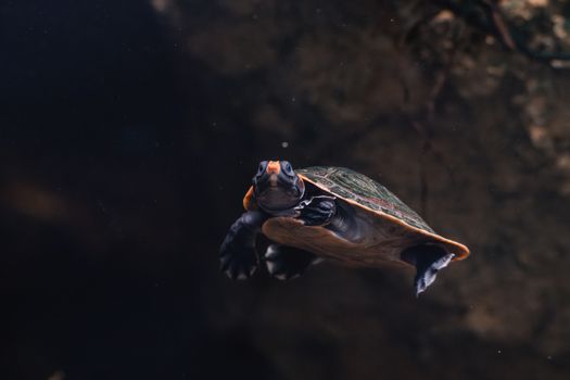 A turtle gracefully swimming underwater, showcasing its vibrant shell and peaceful nature.