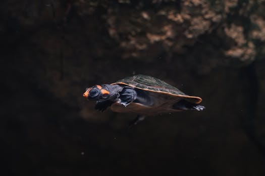 A captivating underwater shot of a Mary River Turtle, highlighting its unique features and serene swimming.