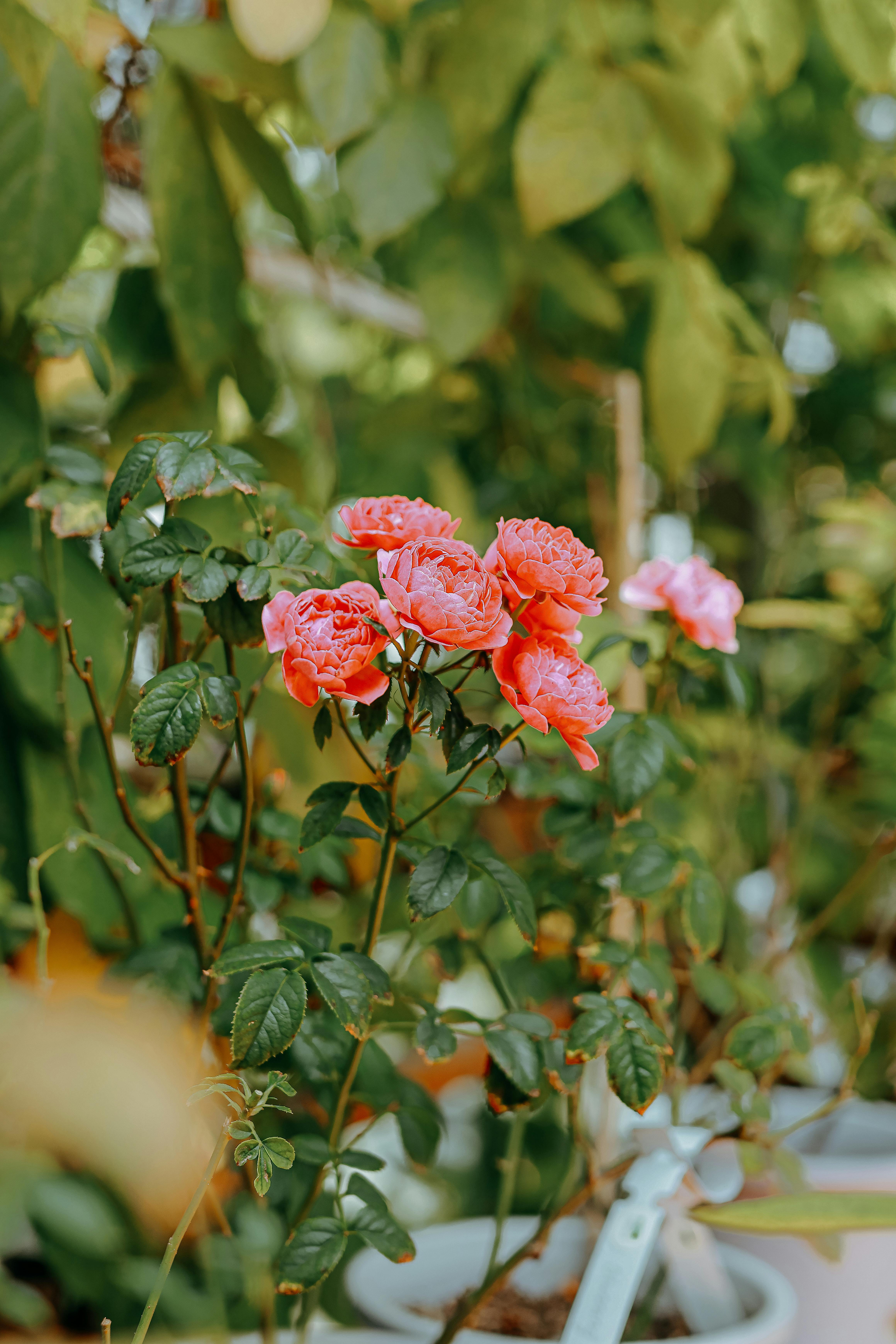 [ColoSach]-close-up-of-vivid-pink-roses-blooming-amidst-green-leaves-in-a-lush-garden.