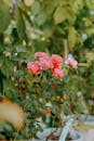 Vibrant Pink Roses in Lush Garden Setting