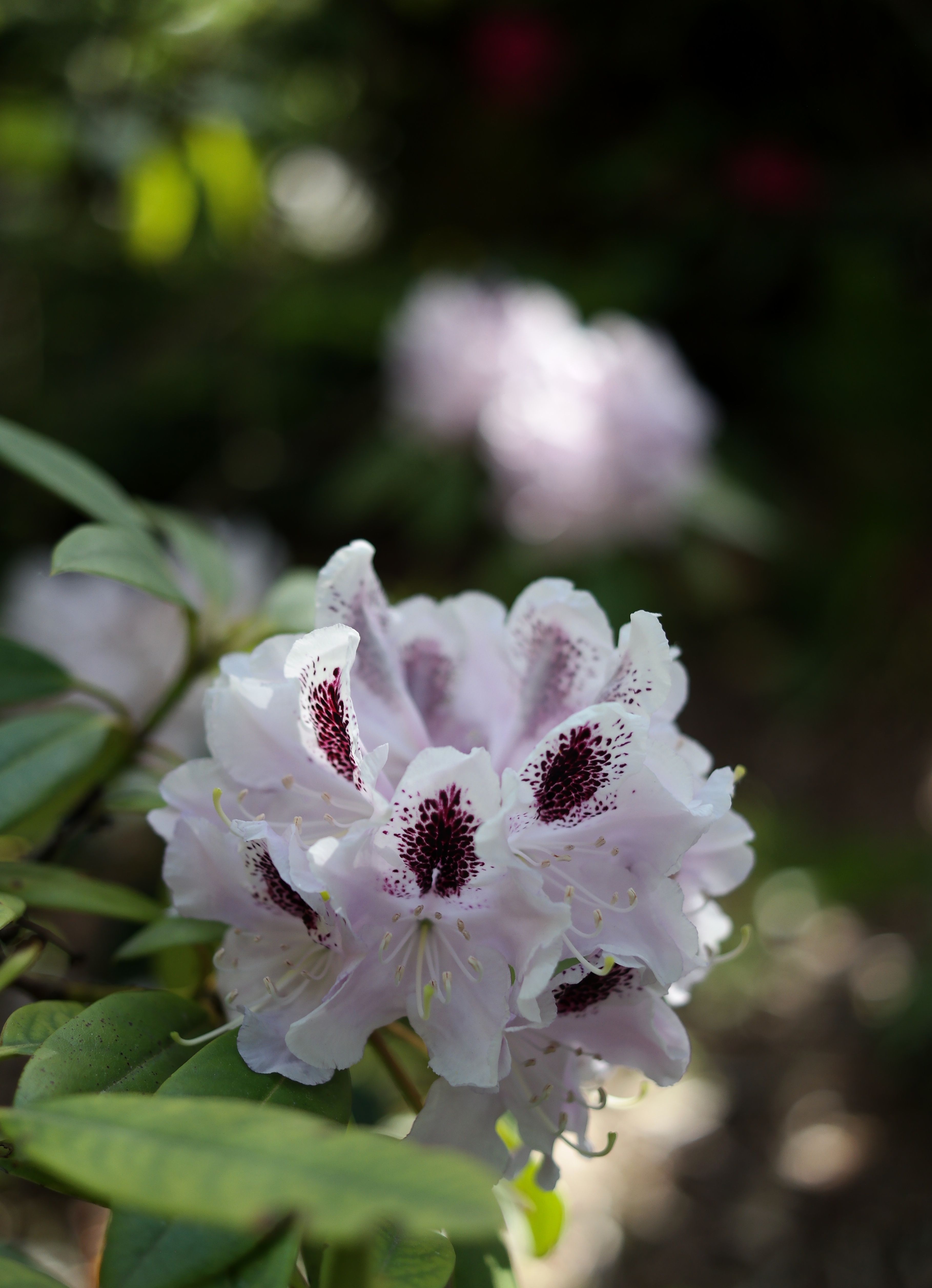 Beautiful Rhododendron Bloom in Natural Light · Free Stock Photo