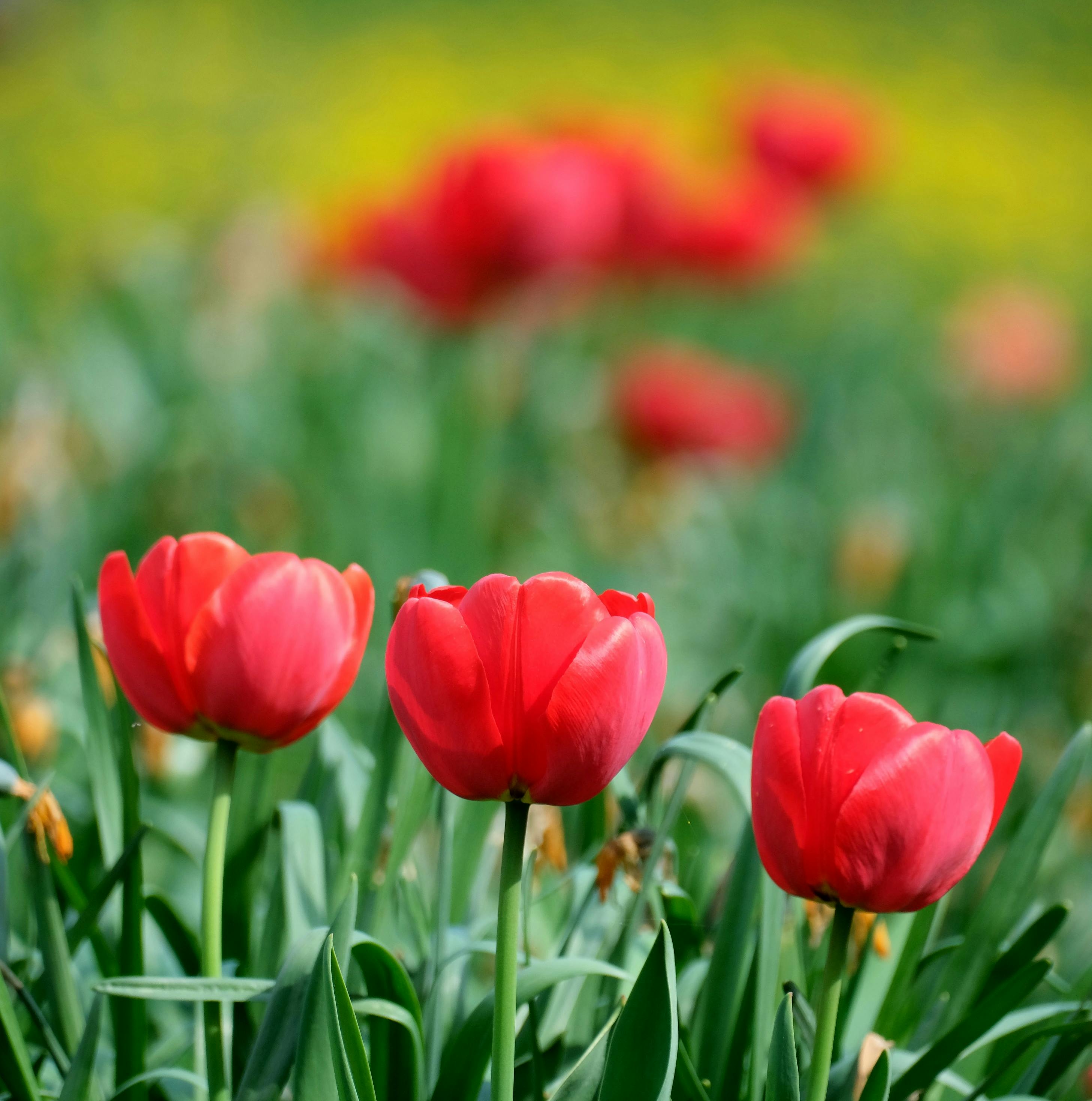 519.537+ Fotos y Imágenes de Happy+tuesday+spring+images Gratis · Banco ...