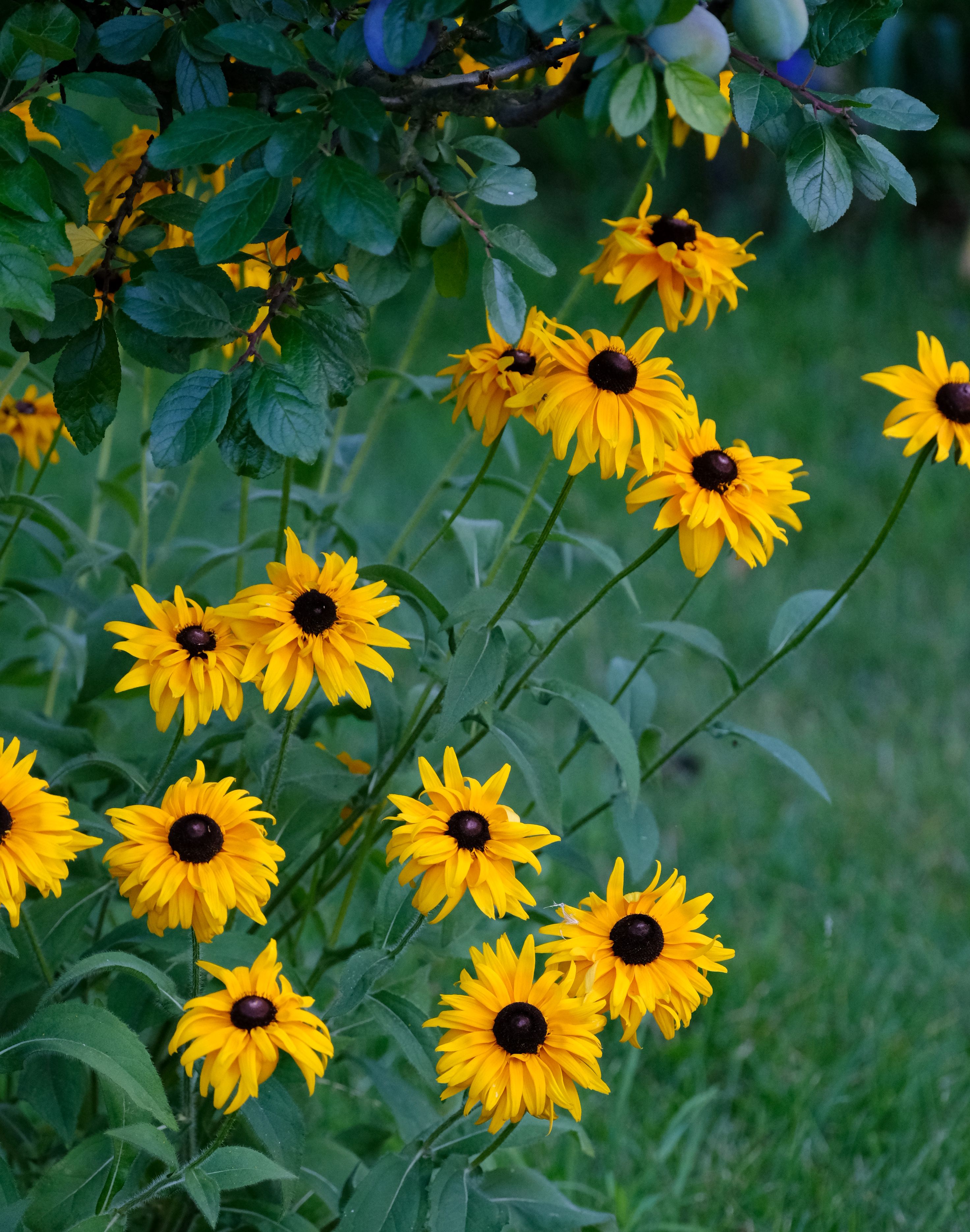 Vibrant Black-Eyed Susans in Bloom Outdoors · Free Stock Photo
