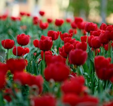Vibrant red tulips bloom in a lively garden setting, capturing the essence of spring.
