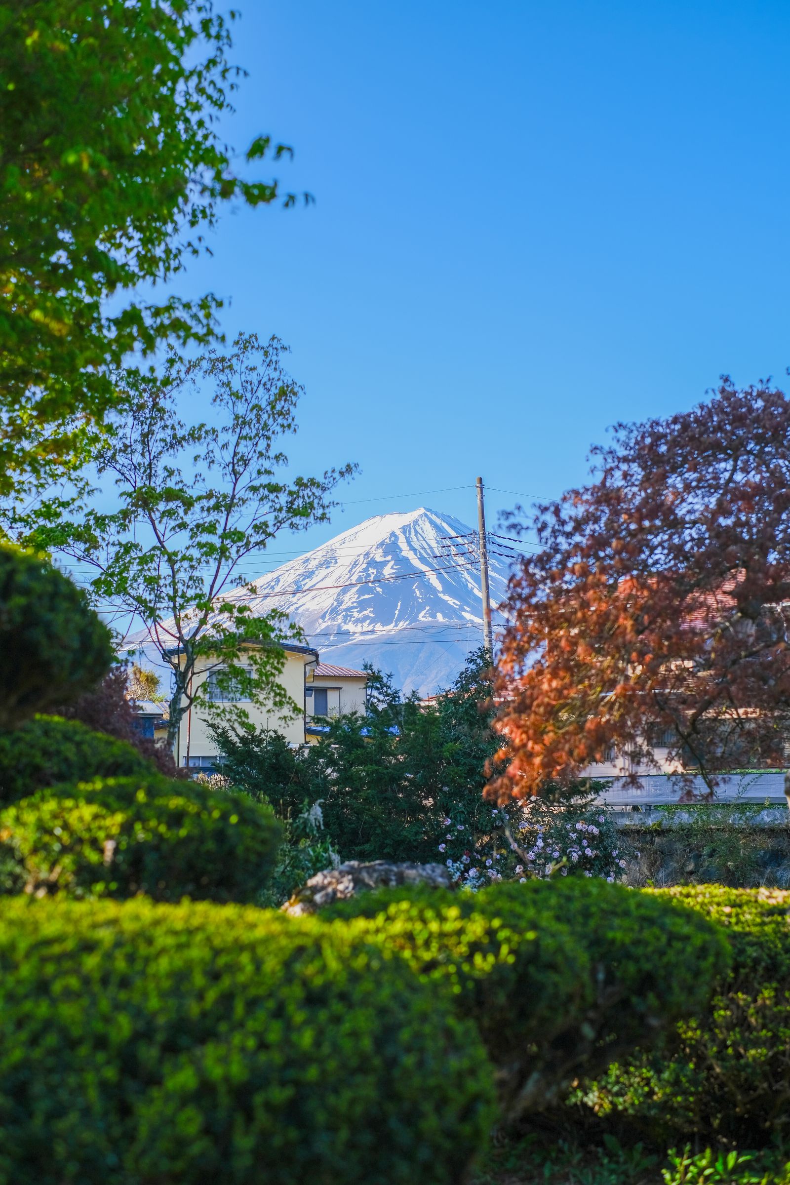 Mount Fuji framed by verdant foliage in Japan