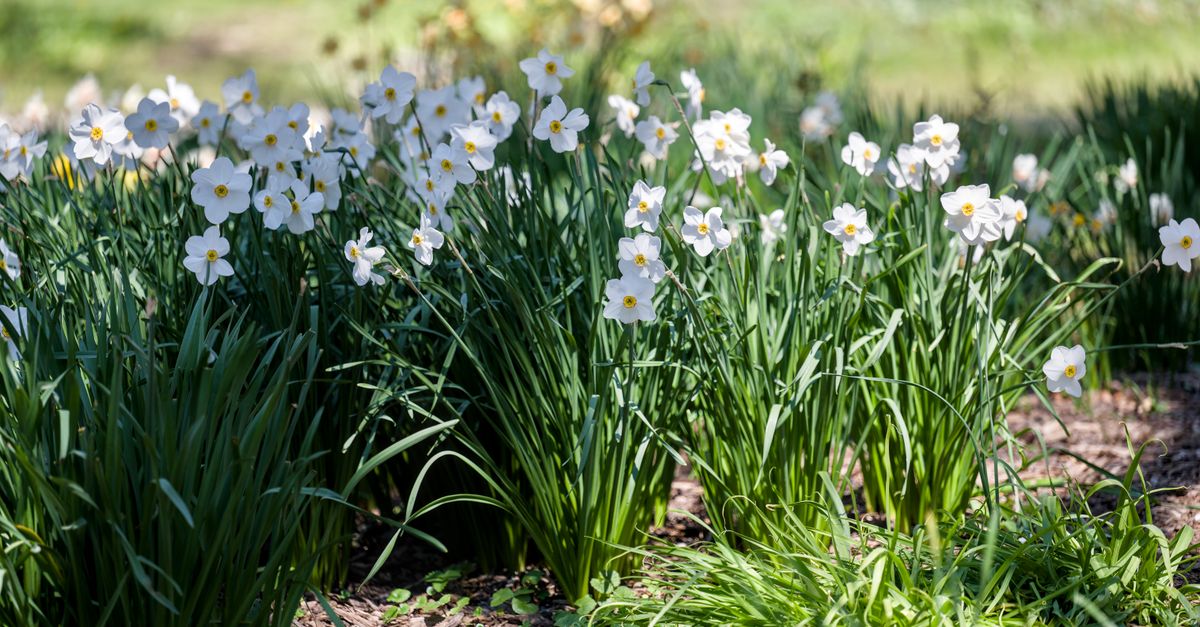 Narcisse : Guide Plantation et Entretien Complet