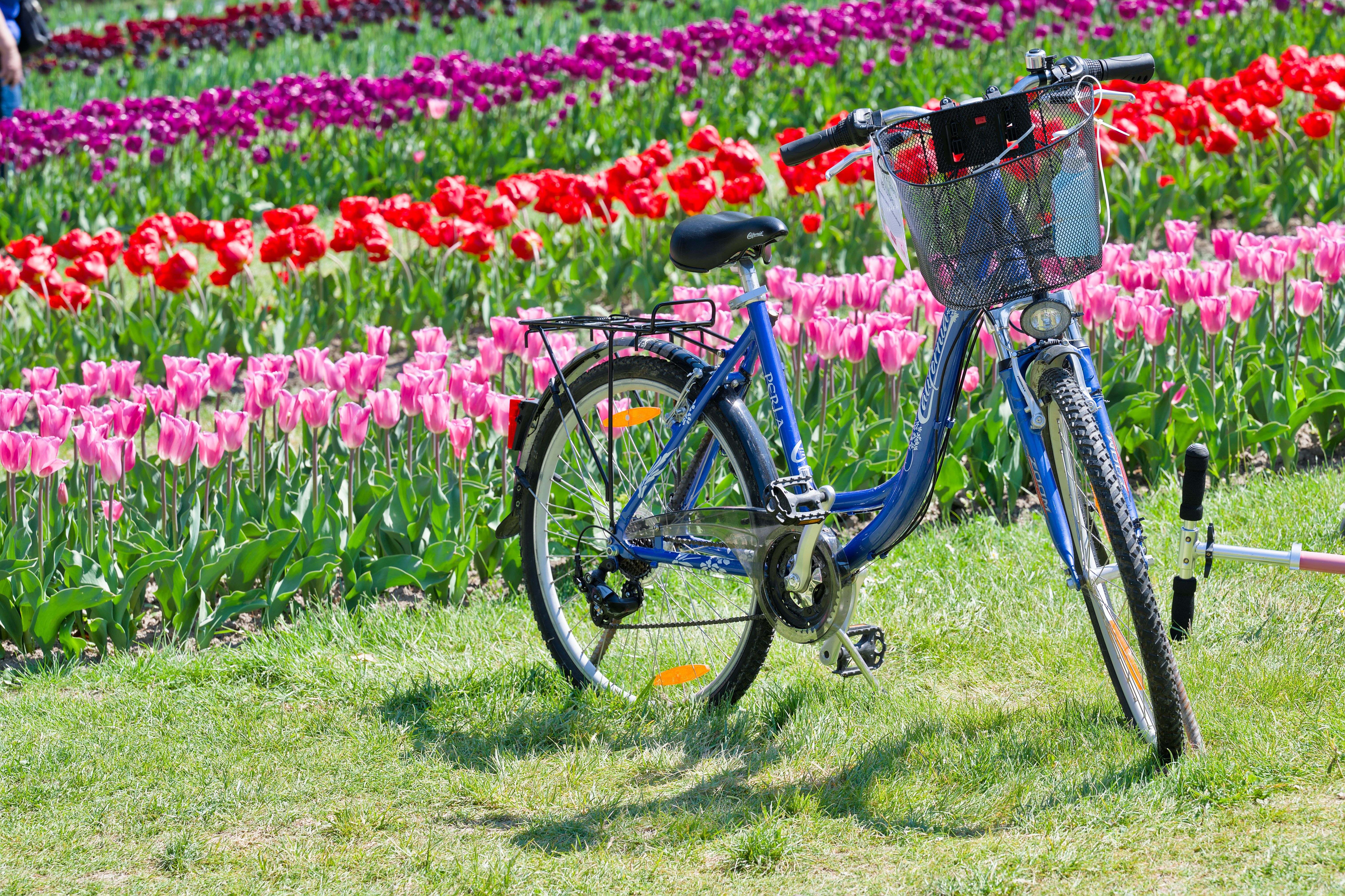 Spring tulip display in Morges, Switzerland, evoking the seasonal atmosphere around Maison Blanchenay with colorful flowers and a blue bicycle.