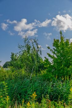 Vibrant summer landscape with lush green trees and a bright blue sky with fluffy clouds.