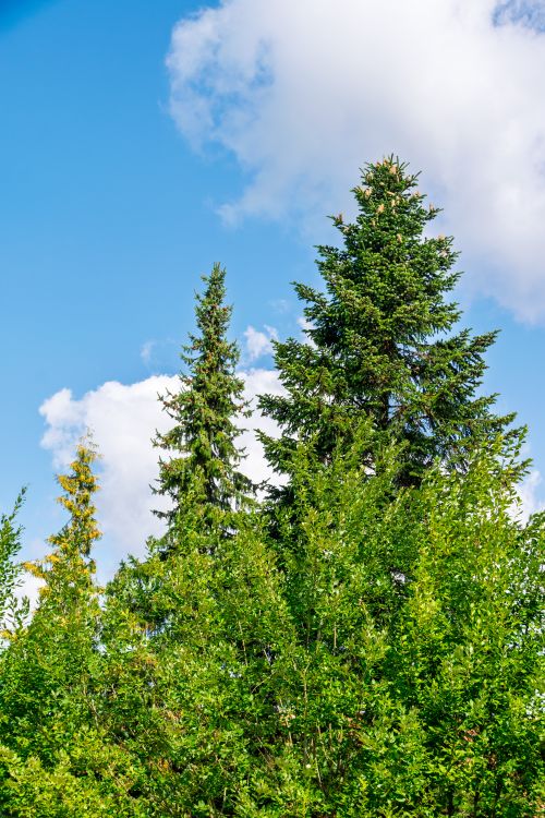 Free Lush evergreen trees reaching towards a clear blue sky on a sunny day. Stock Photo