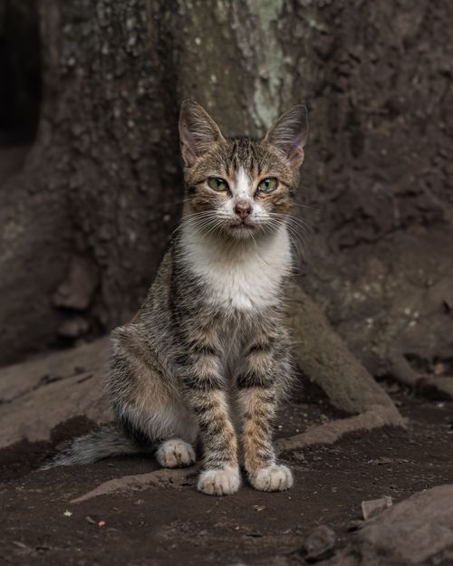 Free Close-up of a lone stray cat sitting on earthy ground, surrounded by forest trees. Stock Photo