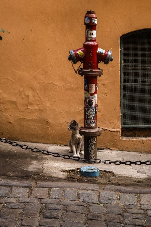 Free A cat sits beside a red fire hydrant in an urban alley with cobblestone pavement. Stock Photo
