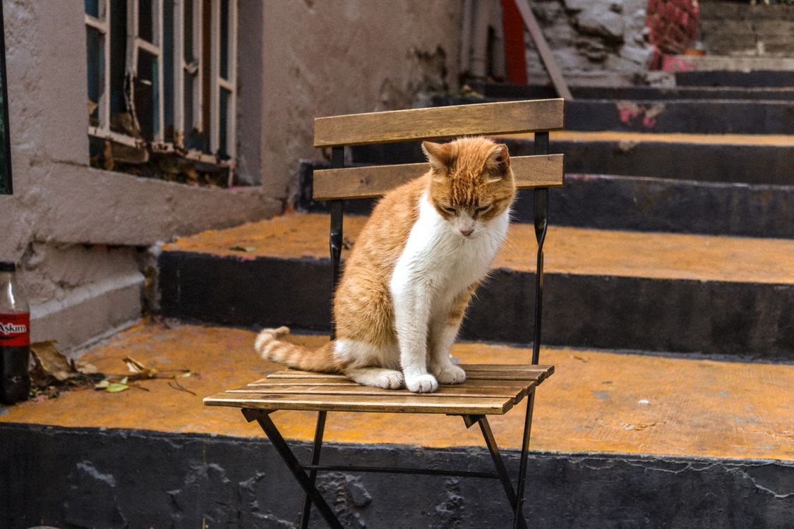 Free A ginger and white cat sits thoughtfully on a wooden chair in a rustic urban setting. Stock Photo