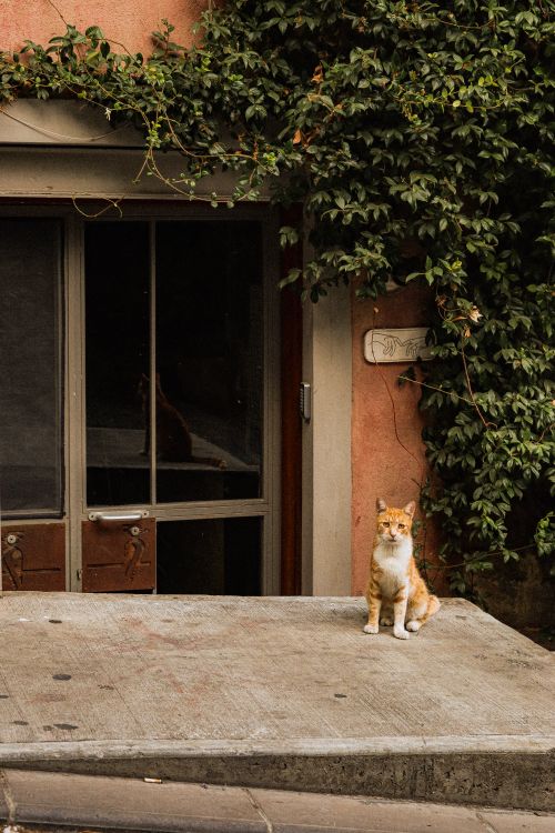 Free Ginger cat sits on a concrete ledge beside ivy-covered urban building. Serene street vibe. Stock Photo
