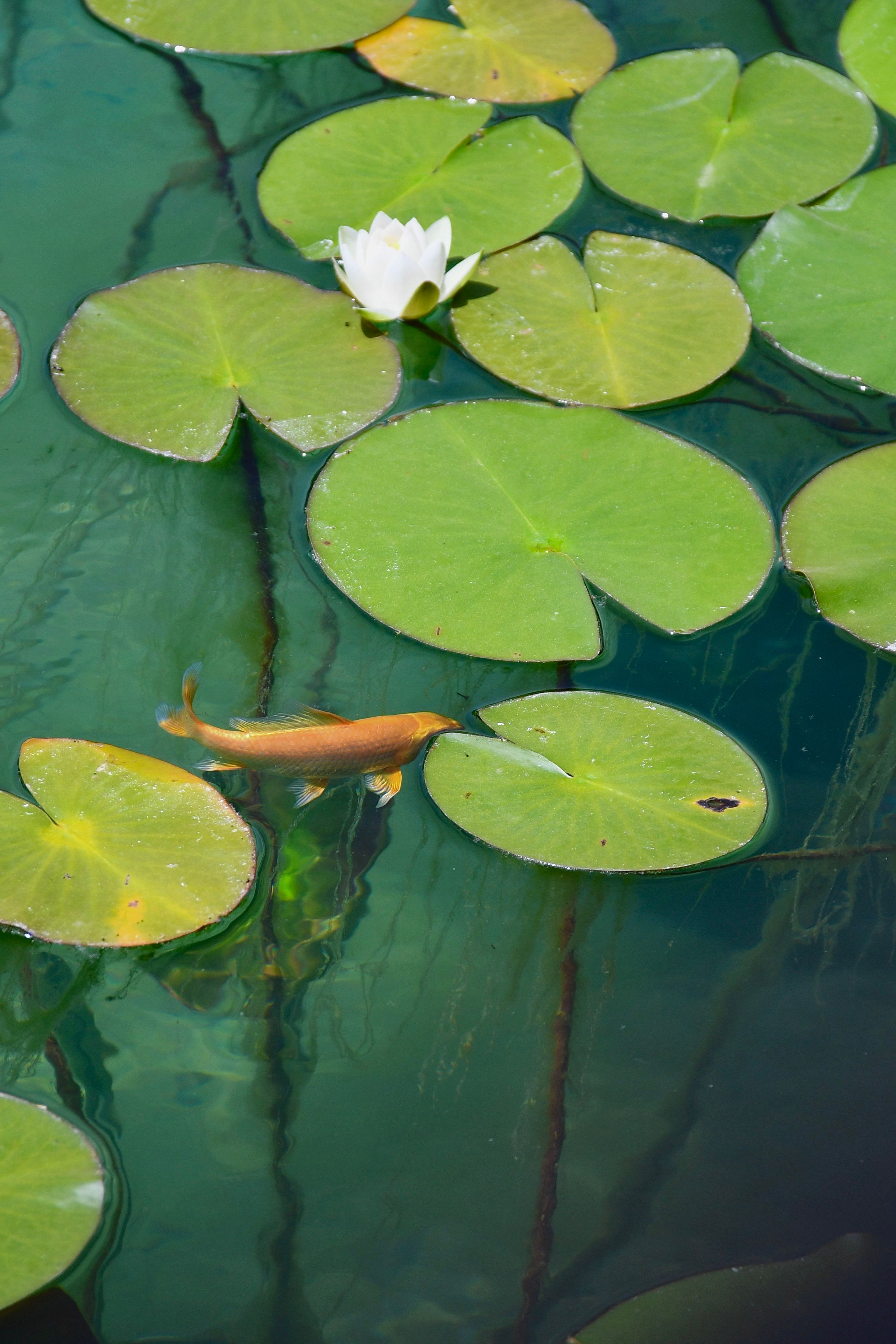 Serene Pond with Koi and Water Lilies · Free Stock Photo