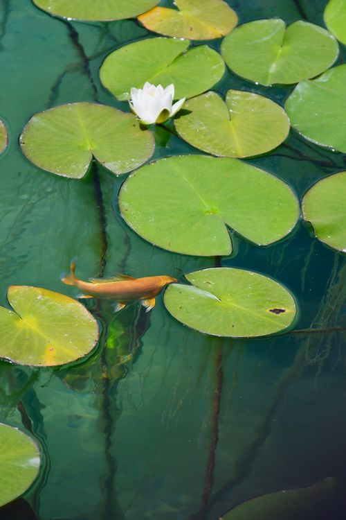 Free A tranquil pond with vibrant koi fish and lush green water lily pads. Stock Photo