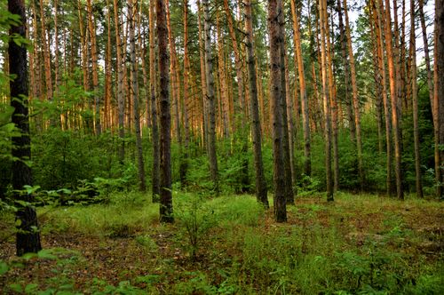 Free Tranquil pine forest scene captured in warm evening light, showcasing tall trees and lush greenery. Stock Photo