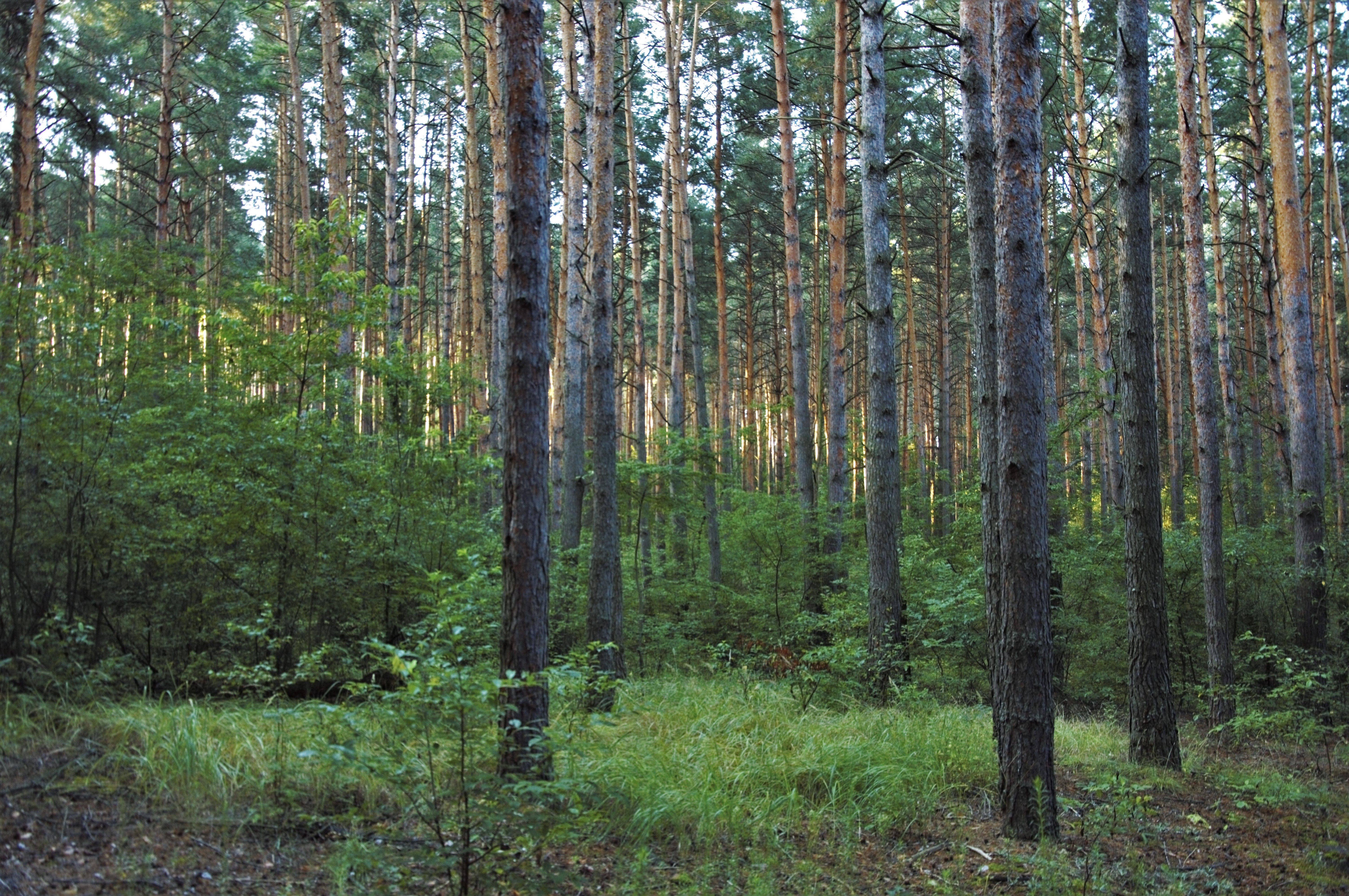 Serene Pine Forest in Sunlight · Free Stock Photo