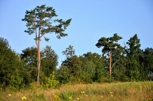 Free Serene summer landscape featuring tall pine trees against a blue sky. Stock Photo
