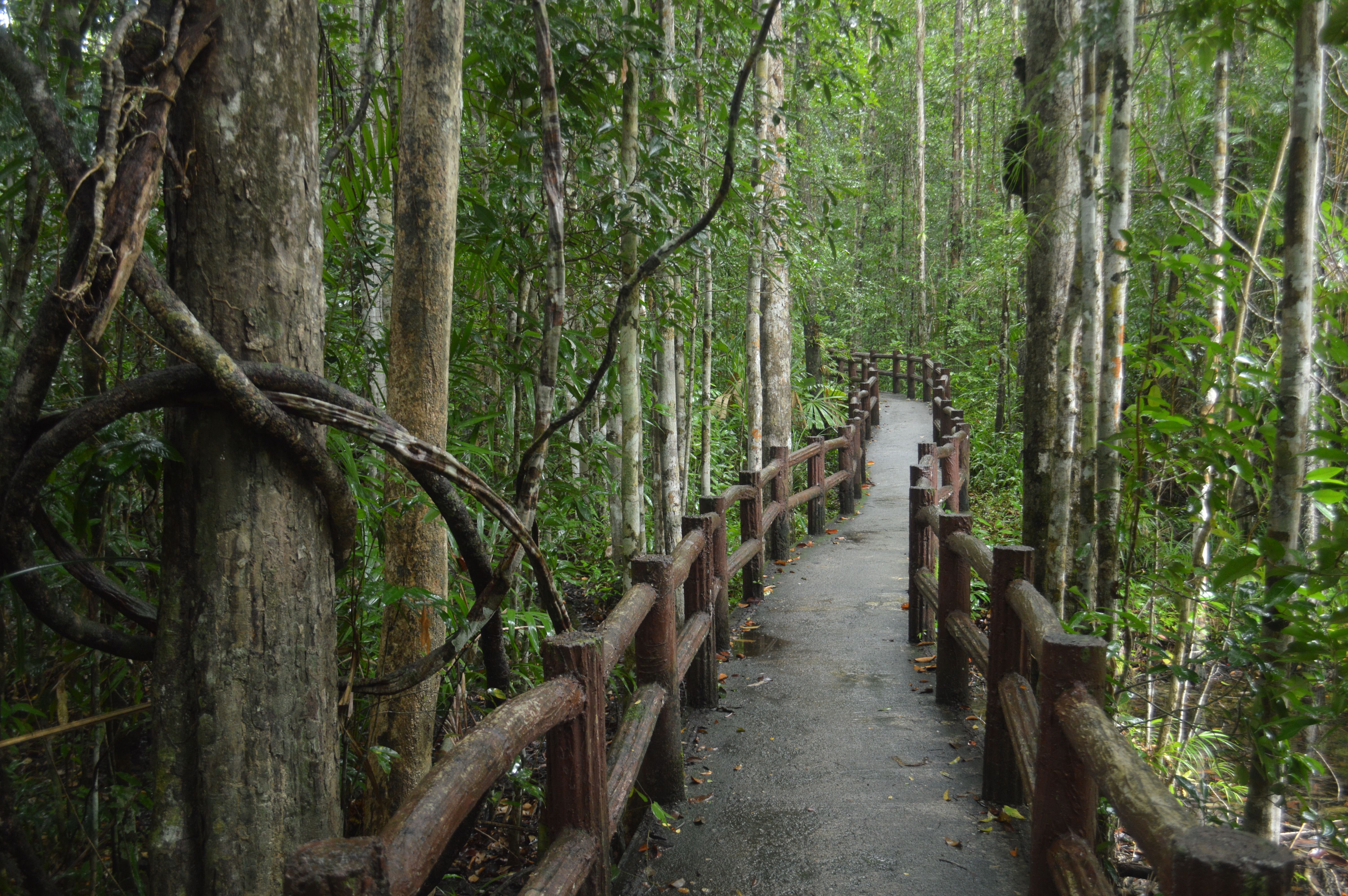 Scenic Forest Path Through Lush Greenery