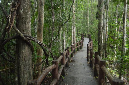 Free Explore a scenic forest path surrounded by lush greenery, inviting tranquility and exploration. Stock Photo
