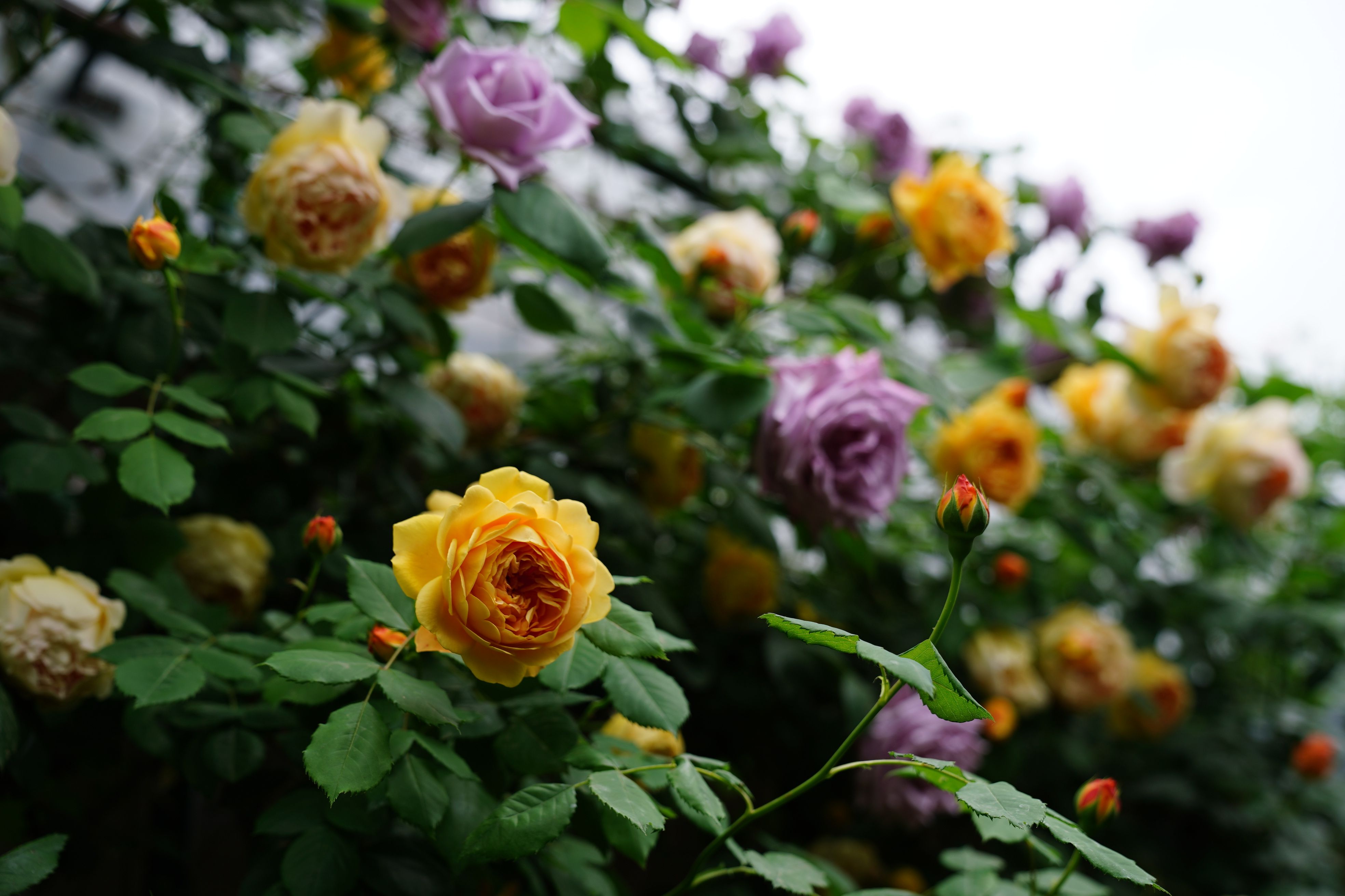 Vibrant Yellow and Purple Roses Blooming Outdoors · Free Stock Photo