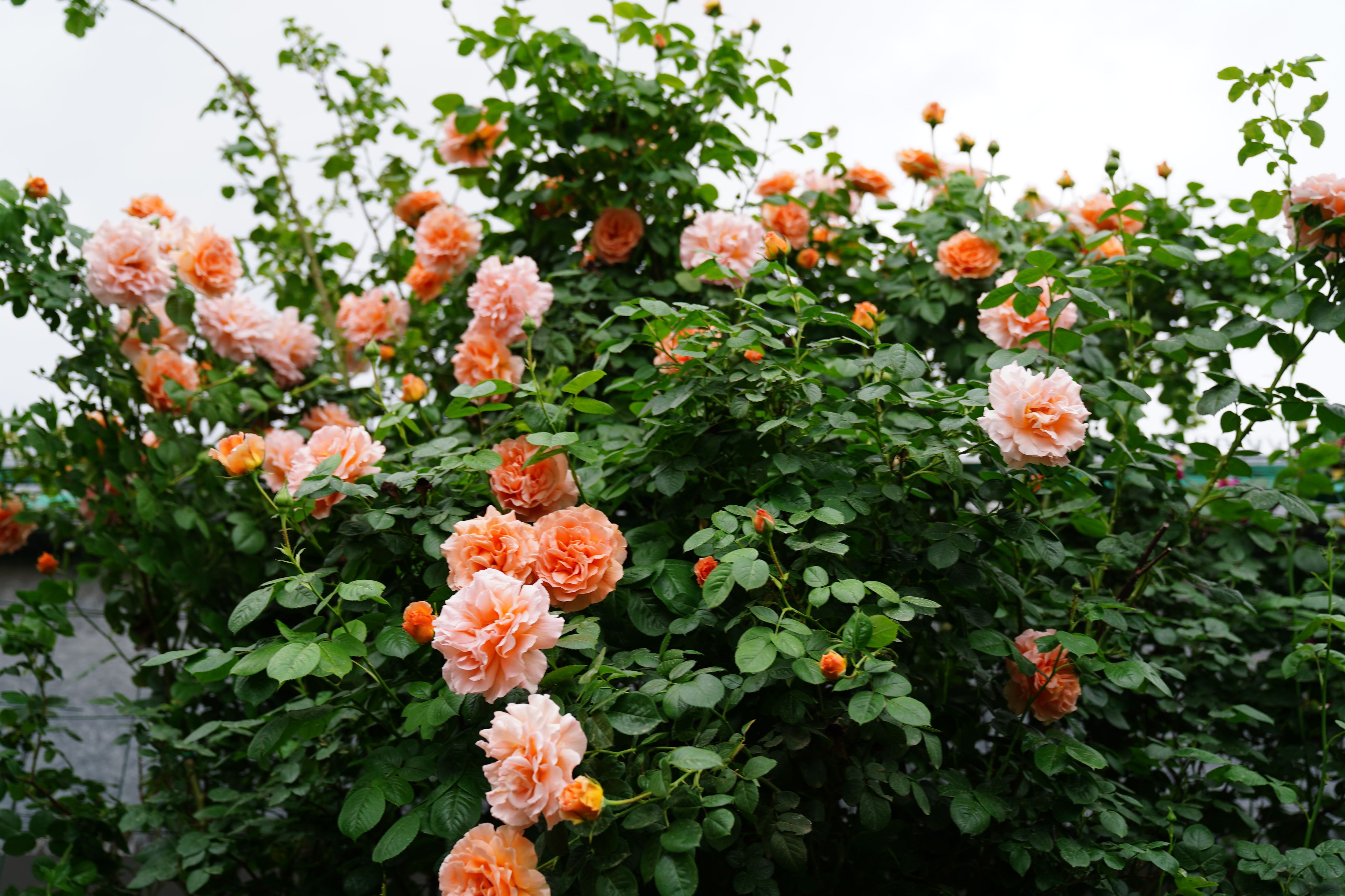 Lush garden of vibrant orange roses in full bloom, capturing the essence of summer.